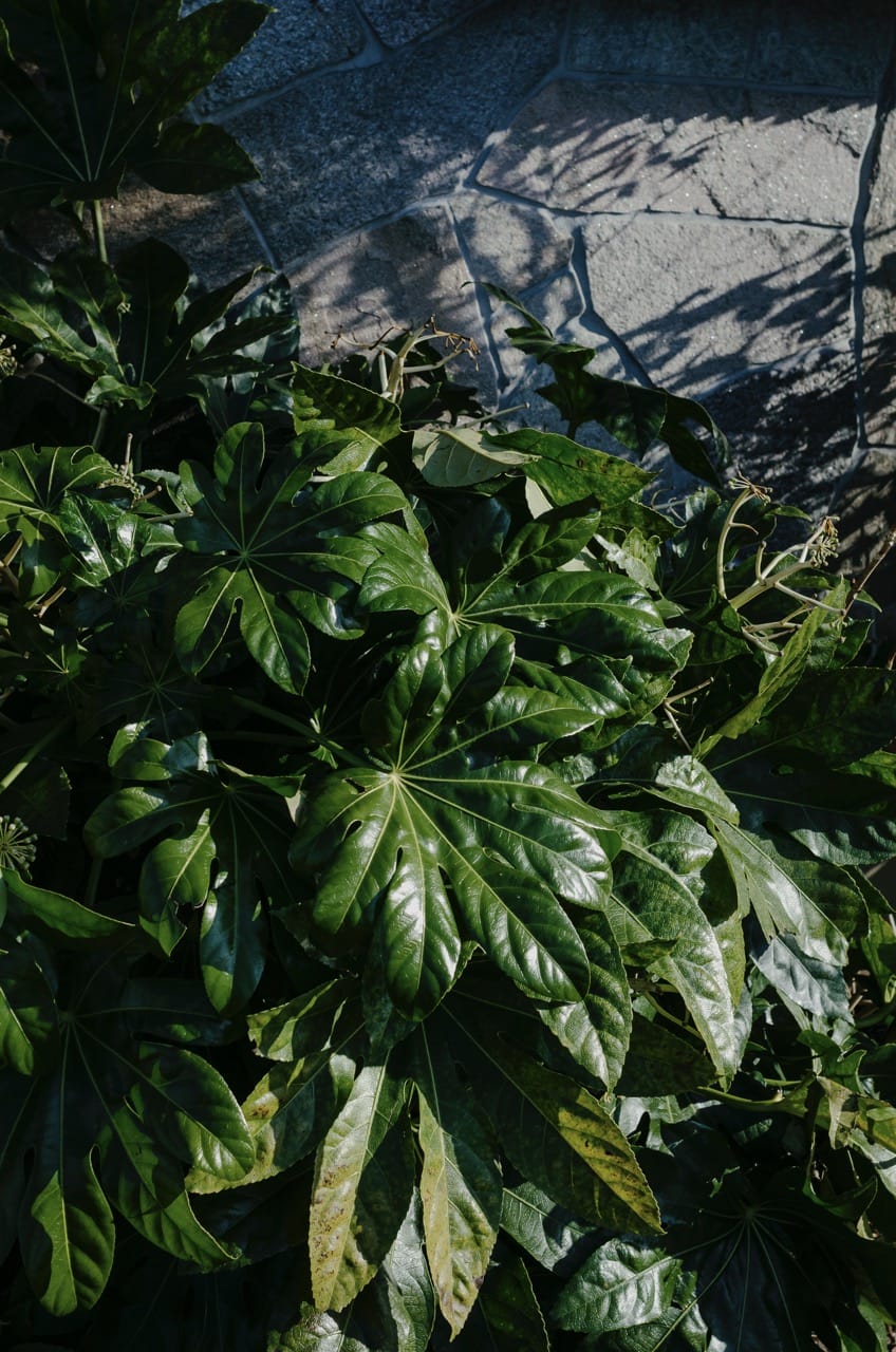 Превью Fuji 2024